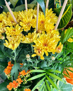 Load image into Gallery viewer, Pumpkin Patch