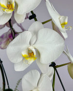 Load image into Gallery viewer, Three Sisters