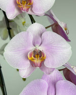 Load image into Gallery viewer, Three Sisters