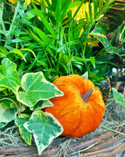 Pumpkin Patch