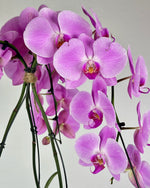 Load image into Gallery viewer, Three Sisters