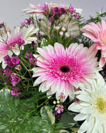Load image into Gallery viewer, Glorious Gerbera
