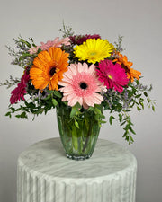 Glorious Gerbera