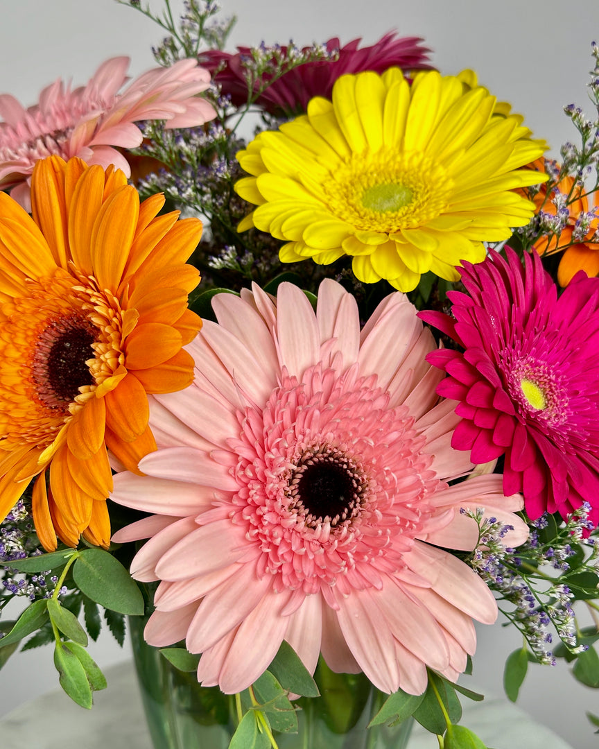 Glorious Gerbera