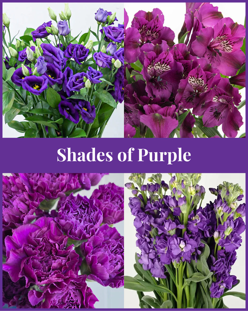 Shades of Purple