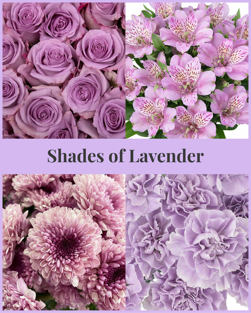 Shades of Lavender