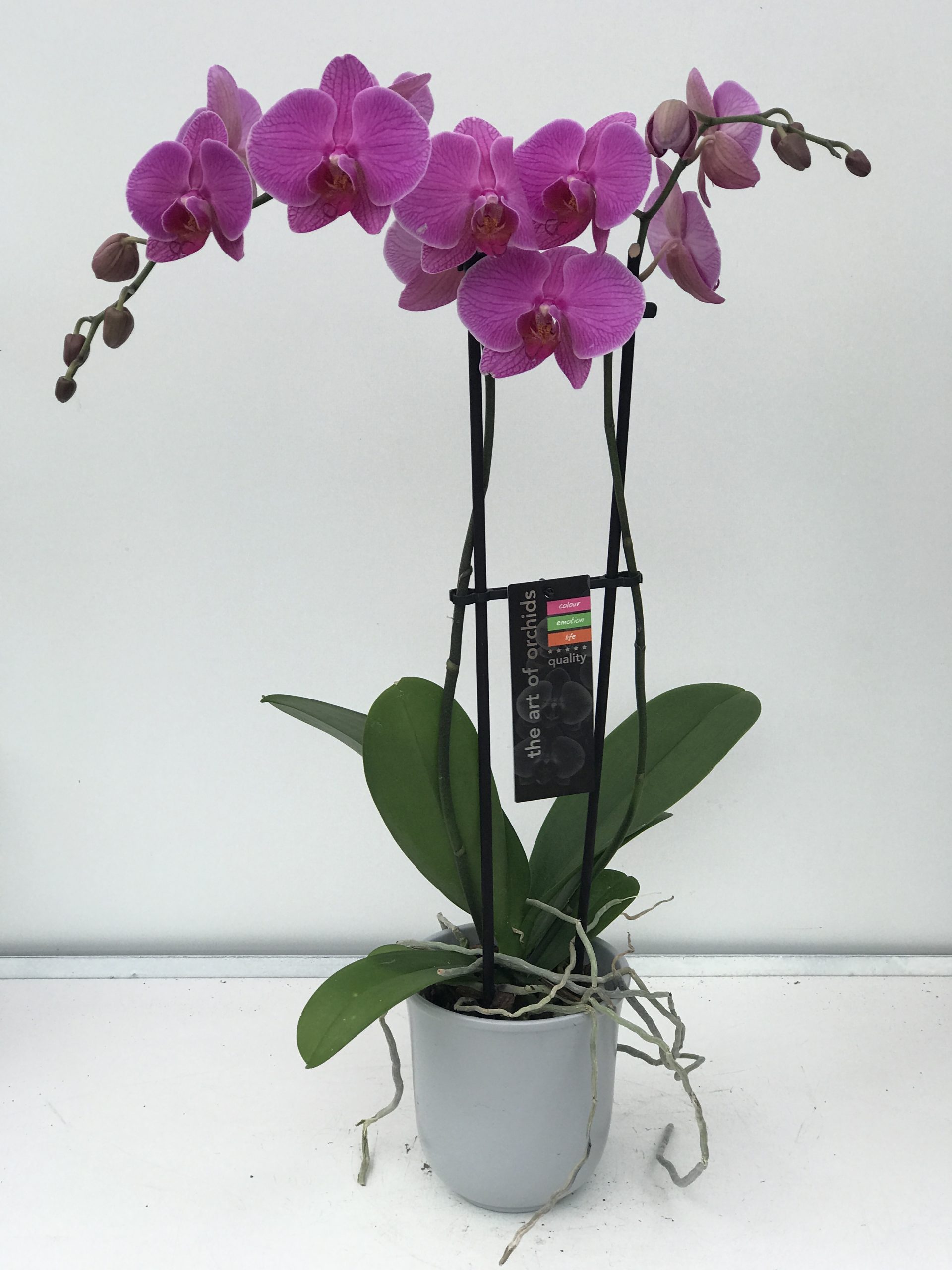 5" purple phalaenopsis orchid in ceramic container