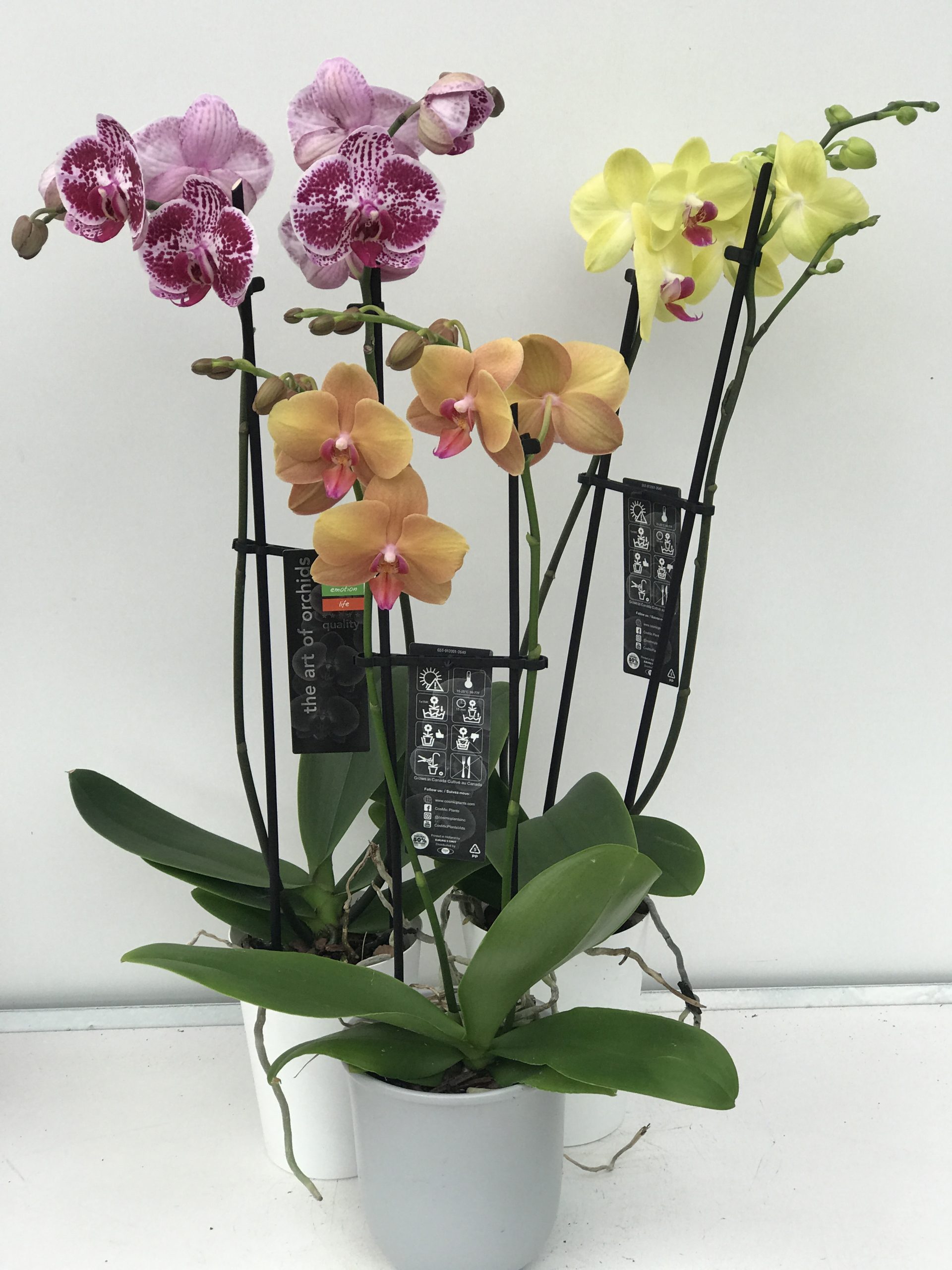 5 Coloured Phalaenopsis Orchid In Ceramic Container Van Belle Flowers